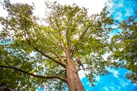 Best Emergency Tree Removal  in Glen Raven, NC