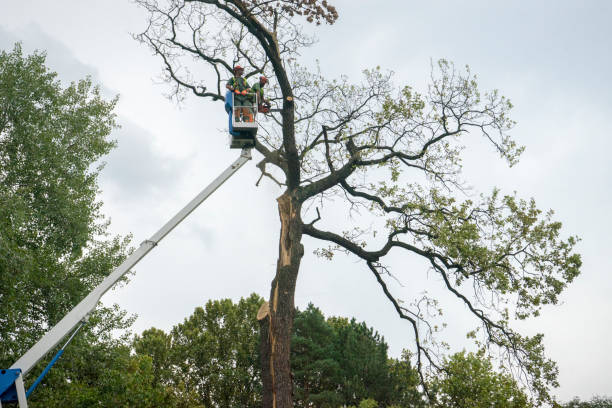 Best Root Management and Removal  in Glen Raven, NC