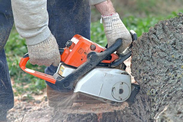 Trusted Glen Raven, NC Tree Removal Services Experts